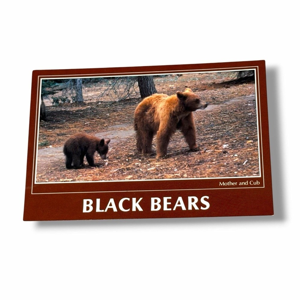 Postcard Black Bears Mother and Cub Sierra Nevada Mountains California 4x6 I278